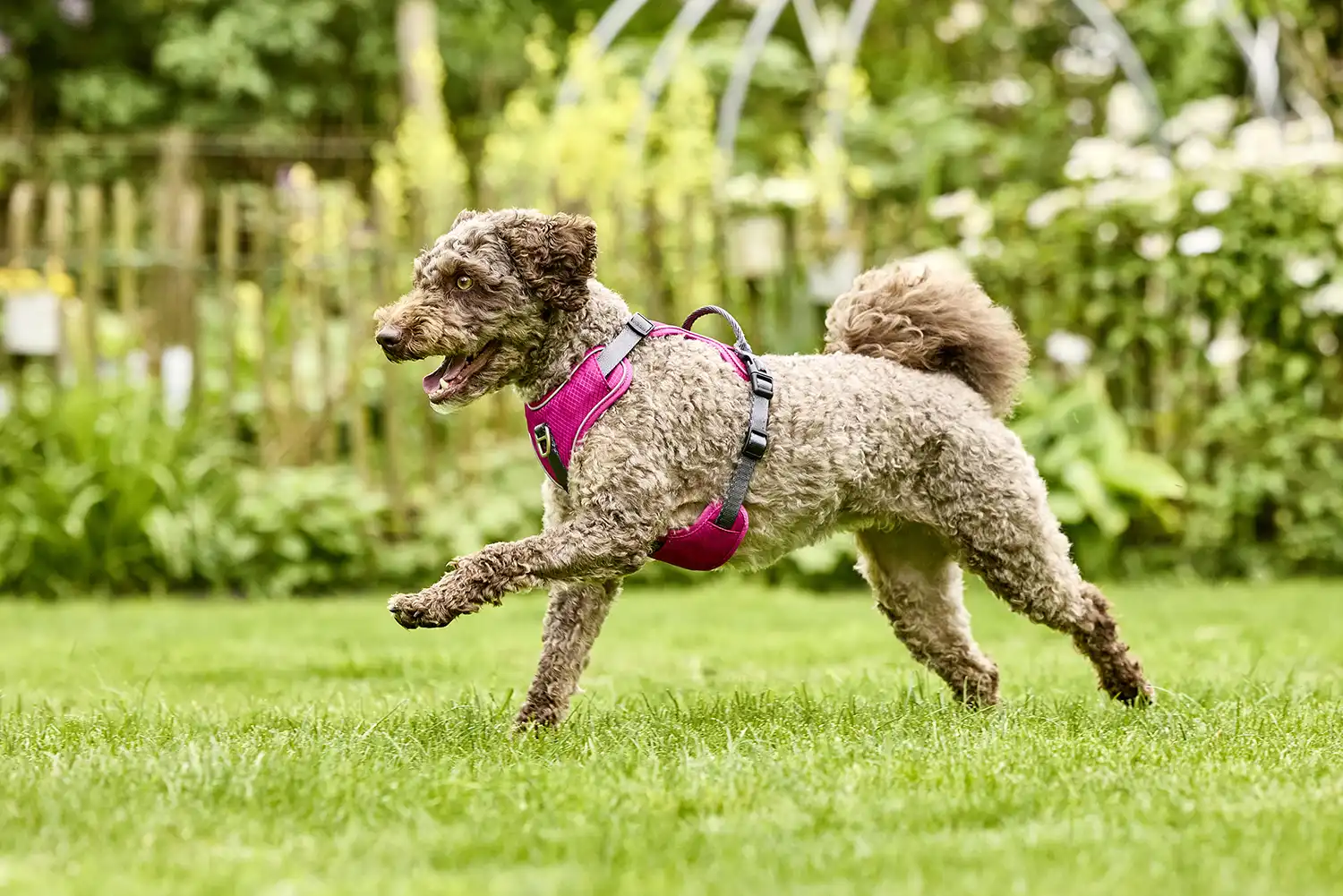 Active Pro Comfort Geschirr 